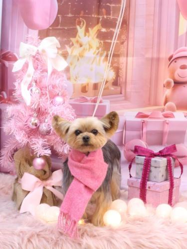 20241225メイちゃん